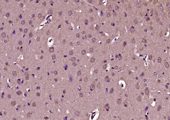 NUCB2 Rabbit Polyclonal Antibody