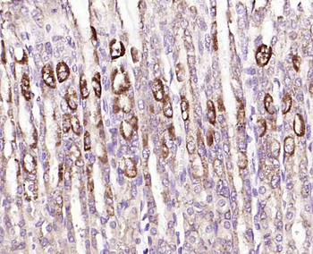 NUCB2 Rabbit Polyclonal Antibody