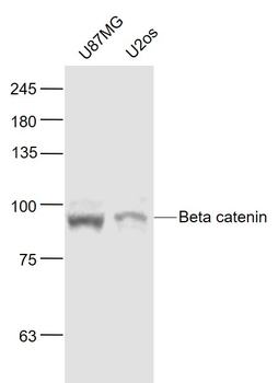 Beta catenin Mouse Monoclonal Antibody