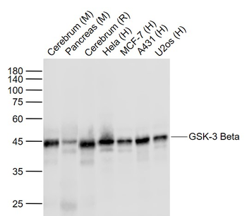 GSK-3 Beta Mouse Monoclonal Antibody