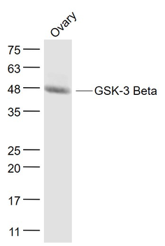 GSK-3 Beta Mouse Monoclonal Antibody
