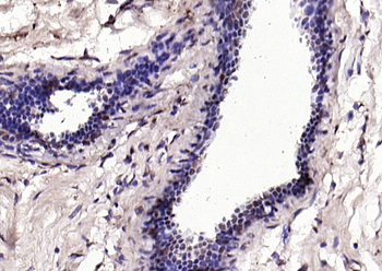 IRF1 Rabbit Polyclonal Antibody