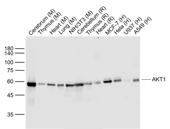 AKT1 Recombinant Rabbit Monoclonal Antibody