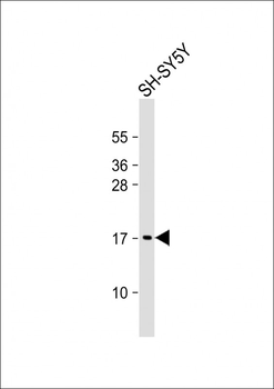 GABARAP Mouse Monoclonal Antibody