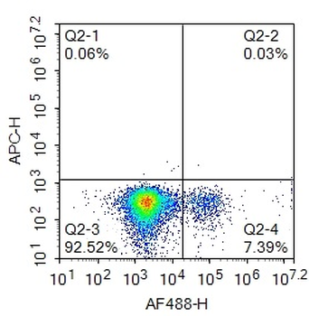 Human CD19 Mouse Monoclonal Antibody