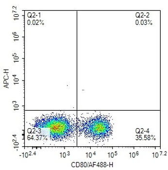 Human CD8 Mouse Monoclonal Antibody