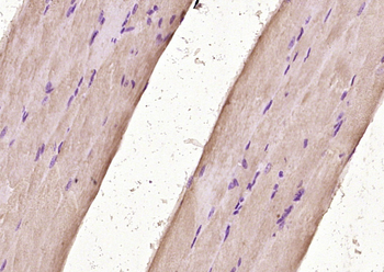 Utrophin Rabbit Polyclonal Antibody