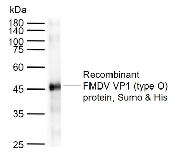 FMDV VP1 protein (type O) Mouse Monoclonal Antibody