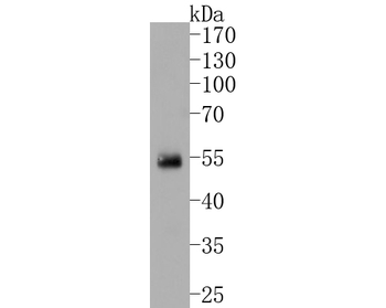 IRF2 Recombinant Rabbit Monoclonal Antibody