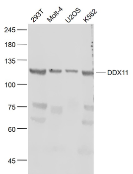 KRG2/DDX11 Rabbit Polyclonal Antibody