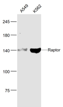 Raptor Mouse Monoclonal Antibody