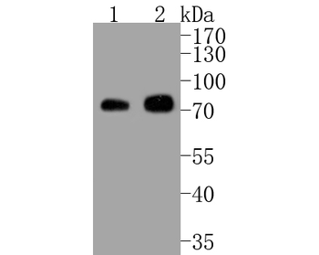 Phospho-RAF1 (Ser43) Recombinant Rabbit Monoclonal Antibody
