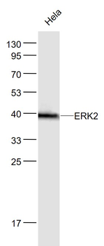 ERK2 Recombinant Rabbit Monoclonal Antibody