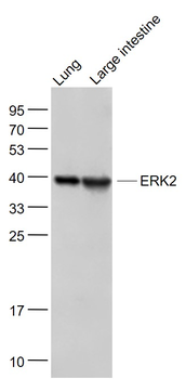 ERK2 Recombinant Rabbit Monoclonal Antibody