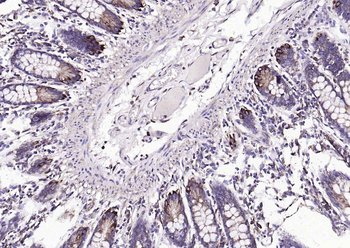 Cyclophilin B Mouse Monoclonal Antibody (Loading Control)