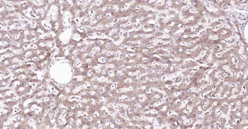 Cyclophilin B Mouse Monoclonal Antibody (Loading Control)
