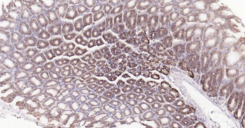 Cyclophilin B Mouse Monoclonal Antibody (Loading Control)