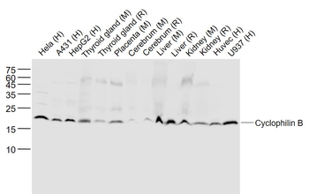 Cyclophilin B Mouse Monoclonal Antibody (Loading Control)
