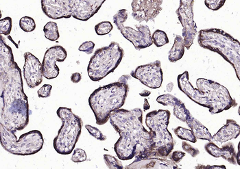 Cyclophilin B Mouse Monoclonal Antibody (Loading Control)