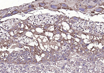 Cyclophilin B Mouse Monoclonal Antibody (Loading Control)