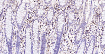 Cyclophilin B Mouse Monoclonal Antibody (Loading Control)
