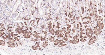 Cyclophilin B Mouse Monoclonal Antibody (Loading Control)