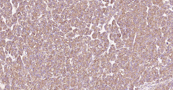 Cyclophilin B Mouse Monoclonal Antibody (Loading Control)