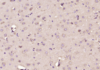 SIGLEC1 Rabbit Polyclonal Antibody