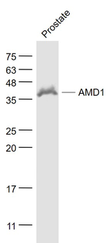 AMD1/SAMDC Rabbit Polyclonal Antibody