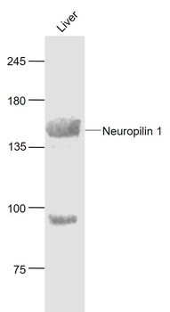 Neuropilin 1 Rabbit Polyclonal Antibody