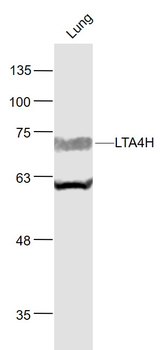 LTA4H Rabbit Polyclonal Antibody
