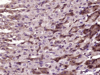 Vinculin Rabbit Polyclonal Antibody