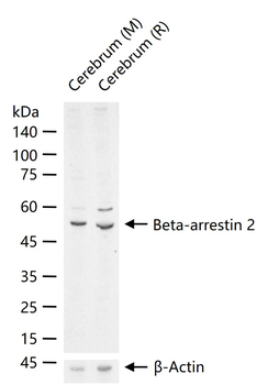Beta-arrestin 2 Rabbit Polyclonal Antibody