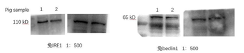 IRE1 Rabbit Polyclonal Antibody