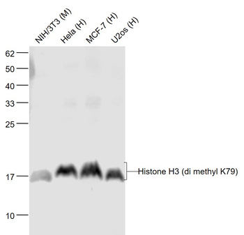 Histone H3 (tri methyl K79) Mouse Monoclonal Antibody