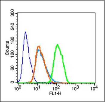 Phospho-DDIT3 (Ser30) Rabbit Polyclonal Antibody