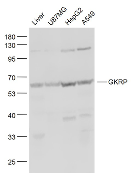 GKRP Rabbit Polyclonal Antibody
