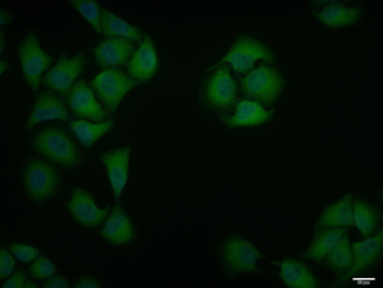 ID1 Rabbit Polyclonal Antibody