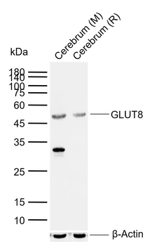 GLUT8 Rabbit Polyclonal Antibody
