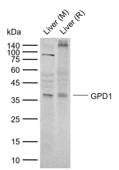 GPD1 Rabbit Polyclonal Antibody