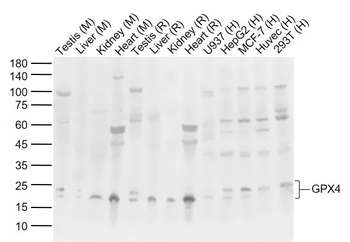 GPX4 Rabbit Polyclonal Antibody