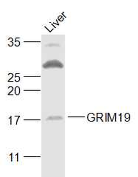 GRIM19 Rabbit Polyclonal Antibody