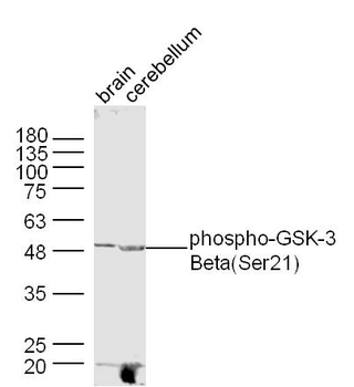 Phospho-GSK-3 Beta (Ser21) Rabbit Polyclonal Antibody