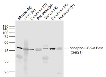 Phospho-GSK-3 Beta (Ser21) Rabbit Polyclonal Antibody