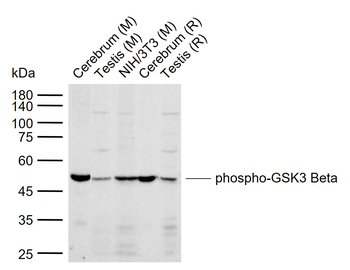 Phospho-GSK3 Beta (Tyr216) Rabbit Polyclonal Antibody