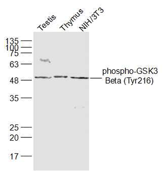 Phospho-GSK3 Beta (Tyr216) Rabbit Polyclonal Antibody