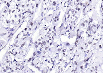 Phospho-H2AX (Tyr143) Rabbit Polyclonal Antibody