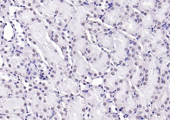 Phospho-H2AX (Tyr143) Rabbit Polyclonal Antibody