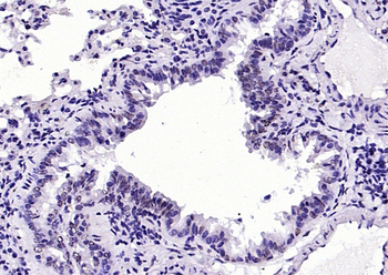 Phospho-H2AX (Tyr143) Rabbit Polyclonal Antibody