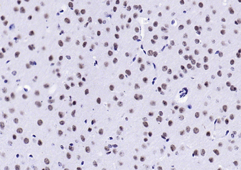 Phospho-H2AX (Tyr143) Rabbit Polyclonal Antibody